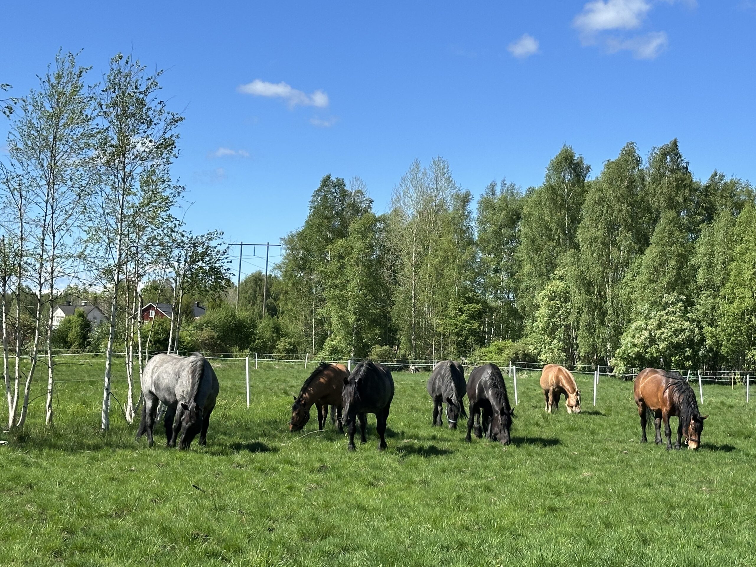 Horses in Hälsingland, Sweden
