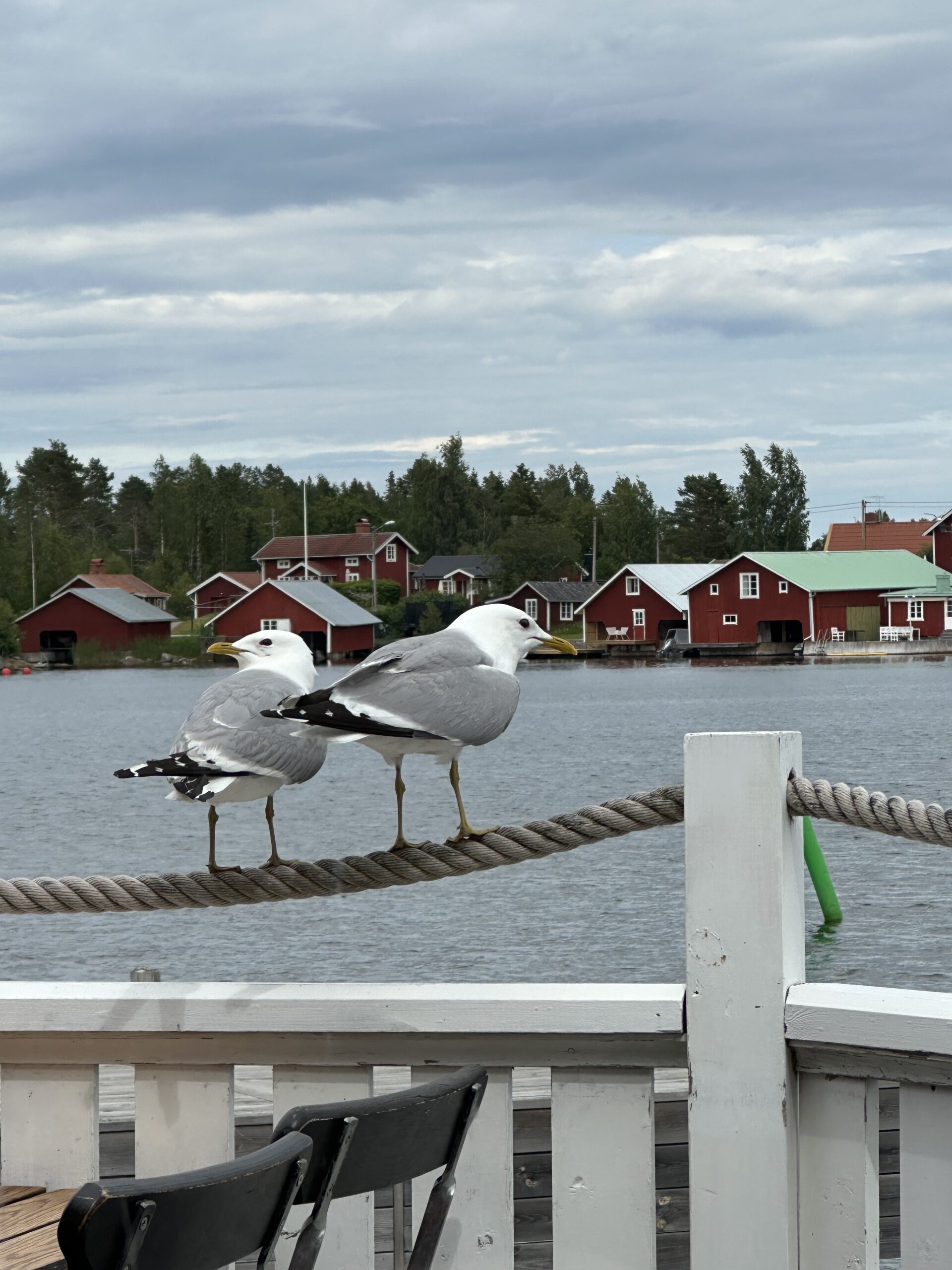 M&aring;sar och hus vid vattnet i H&auml;lsingland